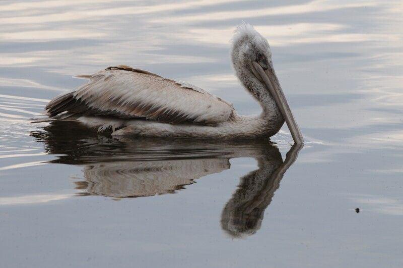 Şekil 3.7 : Tepeli Pelikan 890- Pelecanus crispus - Tepeli Pelikan - Dalmatian Pelican: (Şekil 3.7) Tanımı: Ak pelikandan iridir. Kirli beyaz giysisi hiçbir zaman pembe olmaz.