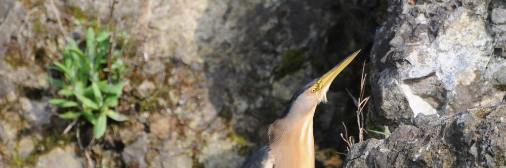 Habitatı: Habitat tercihleri oldukça kısıtlıdır. Tuzlu sulardan kaçınırlar. Tatlı ve az acı sularda boldurlar. Genellikle sazlıkların arasında bulunurlar (Porter v.d., 2009).