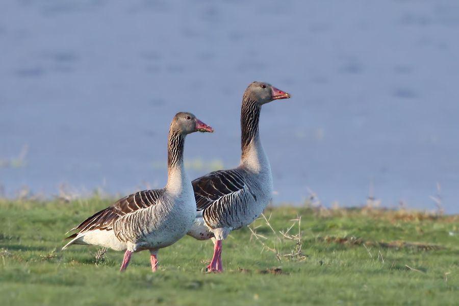 Şekil 3.23 : Boz Kaz 1610. Anser anser - Boz Kaz - Greylag Goose: (Şekil 3.23) Tanımı: Bölgedeki en büyük gri kazdır ve evcil kazın atasıdır. Hareketleri ağırdır ve kanatlarını oldukça yavaş çırpar.