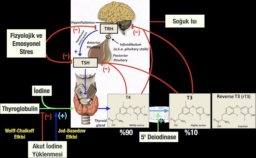 2. Akson ve dendrit oluşumu, 3. Myelinizasyon, sinaps gelişimi, 4. Spesifik nörotransmitter regülasyonunda, 5.