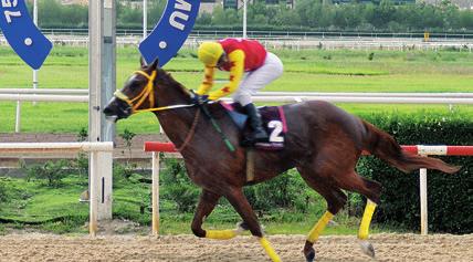 Üç yafll 7 safkan ngiliz tay n n kat l m yla, 2100 metre kum pistte gerçeklefltirilen kofluyu Bambalero ikinci olarak tamamlarken, Sneijder üçüncü, Laguardia da dördüncü oldular.