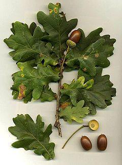 1.1. Saplı Meşe (Quercus robur subsp. pedunculiflora) Şekil 1.1. Saplı Meşe (Quercus robur subsp. pedunculiflora) yaprak ve palamudu Türkiye deki ormanlarda sadece meşe ağacı cinsinin 30 dan fazla türüne rastlanmaktadır.