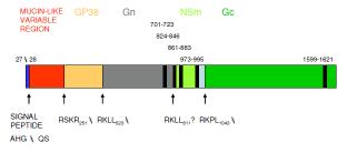 Genom-3 M (Medium) Segment Duh ve ark., 2008 Orta büyüklükteki RNA segmenti olup yaklaşık 5.4 kb uzunluktadır.