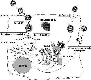 Replikasyon Schmaljohn ve Hooper, 2001 1.Tutunma, viral proteinlerin ve konakçı reseptörlerinin bir interaksiyonla aracılık etmesi, 2.Reseptör aracılığıyla endositozla giriş, 3.