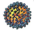 Virion Yapısı-1 Helikal simetrili, Yaklaşık 80-120 nm çaplı