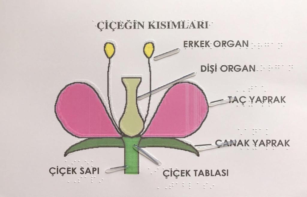 BİLGİ YAPRAĞI BY.5.