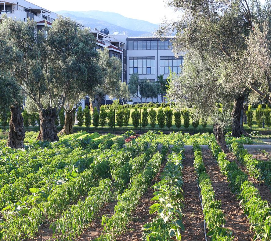 ORGANİK BAHÇEMİZDEN SOFRALARINIZA Otelimizin zeytin ağaçları