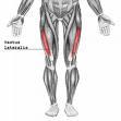 (Vastus Lateralis) FEV 1