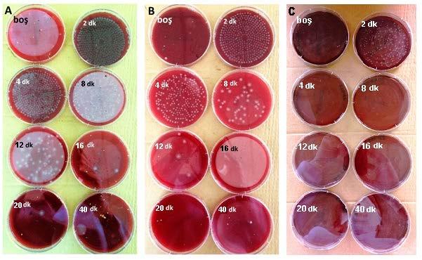 1596 Cihazlı ve cihazsız ortamlardan alınan hava numunelerinin petriler üzerinde oluşturduğu kolonilerin fotoğrafları şekil 3 te verilmiştir. Kanlı agarda inkübe edilen E.