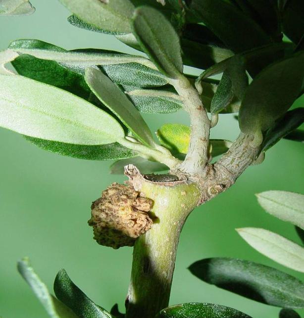 Zeytin ağacının gövde, dal ve sürgünlerinde değişik büyüklükte ur ve siğiller şeklinde görülür siğillerin büyüklüğü bulunduğu yere göre değişir.