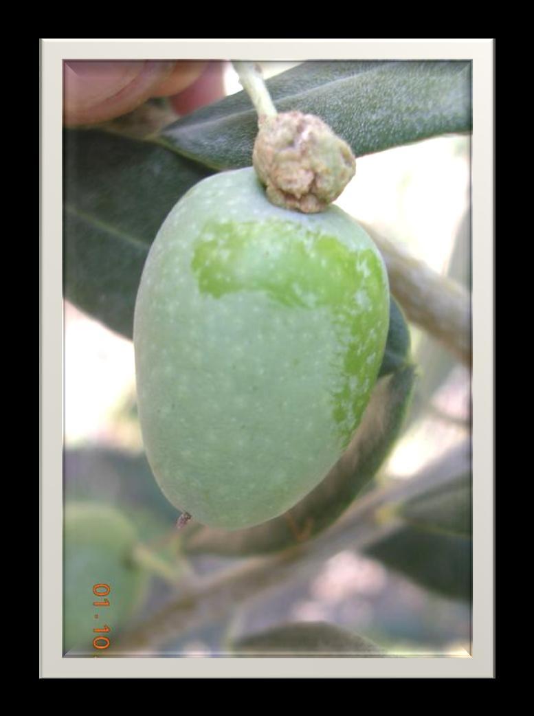 Mücadelesi Kültürel Önlemler Zeytin dikimine uygun olmayan yerlerde özellikle sık sık don olan yerlerde, zeytin dikilmemelidir.