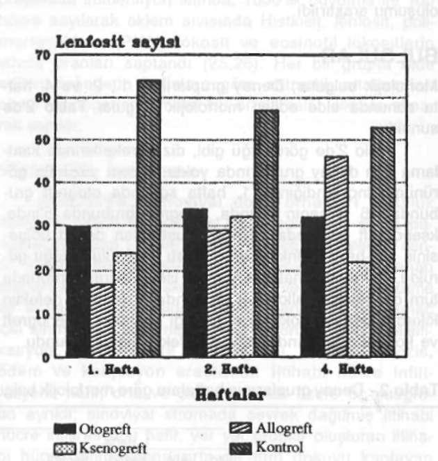 ney hayvanlarının tümünde fibrozis, ödem ve inflamatuar hücre infiitrasyonu saptandı.