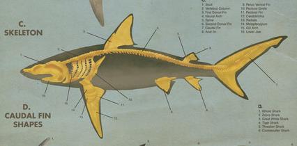 İç iskelet (omurgalılar) Kıkırdaklı balıklarda iskeletin tümü kıkırdak yapıdadır Kafatası, omurga ve kaburgalardan oluşan eksen