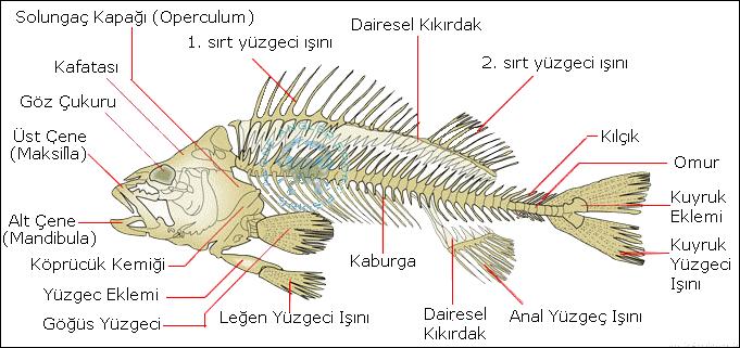 İSKELET TÜRLERİ İç iskelet (omurgalılar) Kemikli balıklarda
