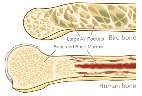 İSKELET TÜRLERİ İç iskelet (omurgalılar) Kuşlarda kemikler daha ince yapılıdır Uzun kemiklerin içlerinde hava keseleri vardır Uçmayı kolaylaştırır Sert kabuklu yumurtanın yumurtlanmasını