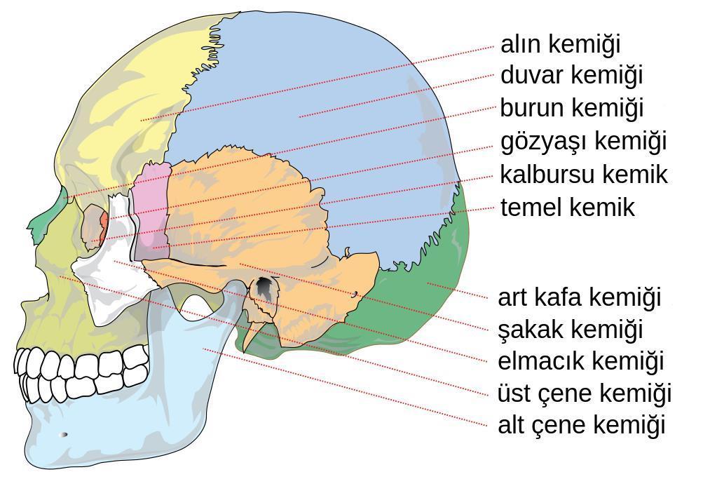 İNSAN İSKELETİ 1. Baş iskeleti 2.