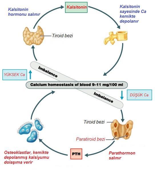 Kandaki kalsiyum seviyesi tiroid ve