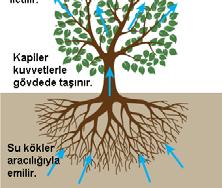 3- Bitkilerde Terleme ve Tutma terleme (transpirasyon): Bitkilerin yaşamları için gerekli suyu kullandıktan sonra kalan kısmını yapraklarından buhar halinde havaya vermesi Zemindeki nem miktarına