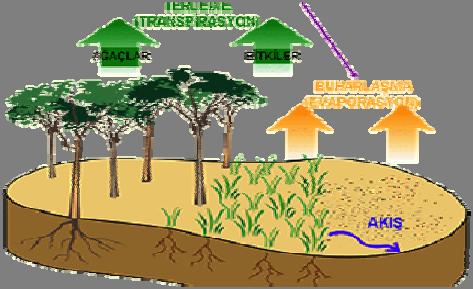 1-7 mm/gün arasında değişir. Tutma: Bitkilerin yaprak yüzeylerinde tutulan ve yeryüzüne y ulaşamayan yağış Bitkiler tarafından tutulan su buharlaşır ve buharlaşma kayıpları olur.