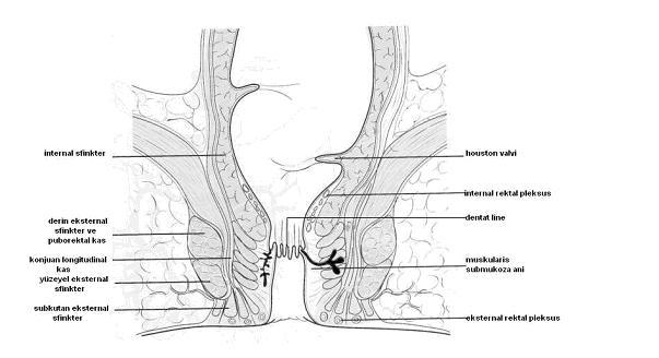 (Şekil2.2) 13. Diğer kolon segmentlerinden farklı olarak appendices epiploica, tenya koli, haustra ve mezenteri bulunmamaktadır. Şekil 2.2. Distal rektum ve anal kanal anatomisi 2.1.1 Rektumun Komşulukları Rektumun arkasında 3, 4 ve 5.