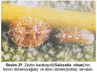 Üçüncü dönem larva, kremsi bej renktedir. Enine ve boyuna daha çok gelişmiş, yükseklik artmış ve H harfi şeklindeki yapı iyice belirginleşmiştir.