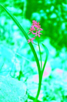 ), Dağ lalesi (Anemone coronaria) Burhaniye nin Çatakdere havzası ilginç bitkileri ve floristik özellikleri ile dikkat çekici bir ortamdır. Burada boylu ve kokar ardıç birlikleri barınmaktadır.