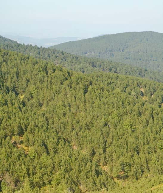 Tablo 4: Madra Dağı vejetasyon kuşakları Kuzey yamaç Güney yamaç Kızılçam (Pinus brutia) kuşağı (Quercus cerris) 0 m - 500 m Kızılçam (Pinus brutia) kuşağı (Q. ithaburensis) Meşe (Q.