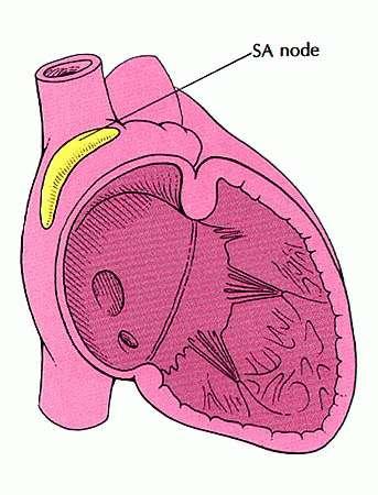 Sinus nodu