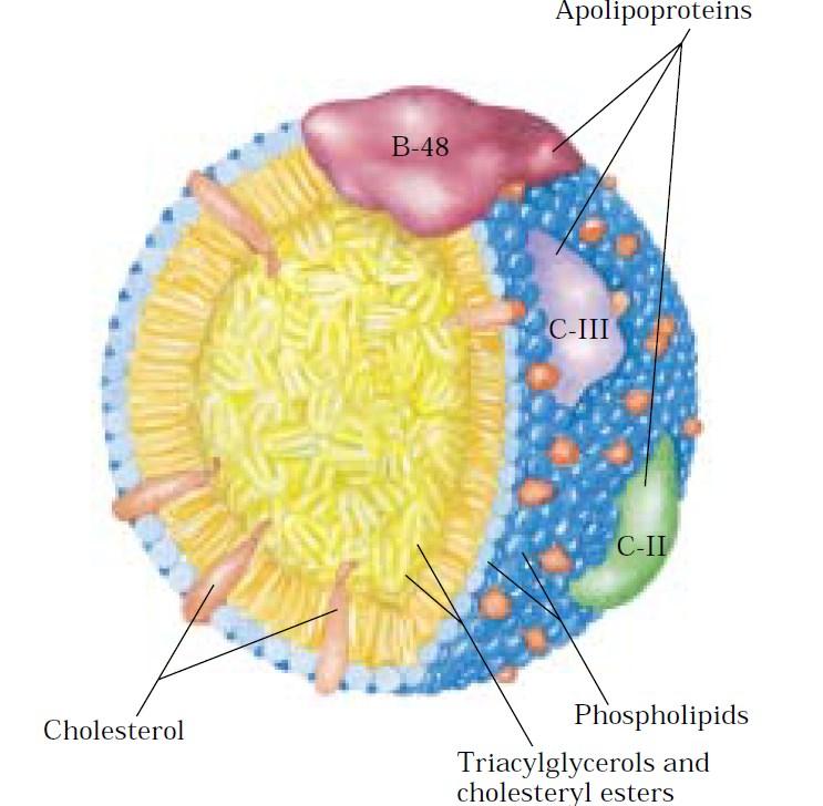 Lipitlerin Emilimi Şilomikronlar %99 lipit, %1 protein içerirler.