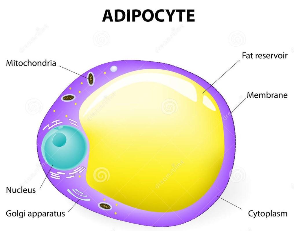 Trigliseritler, yağ hücrelerinin (adiposit) sitozolünde