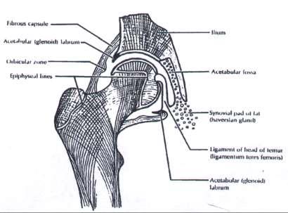 Fonksiyonel kalça anatomisi Sinoviyal, top-yuva tarzı eklem Femur başı 2/3 küre Asetabuler kemik kenara yapışık labrum