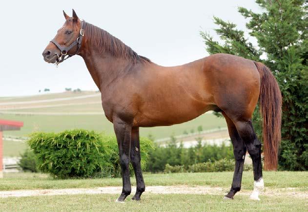 MOUNTAIN CAT (USA), 1990 CİDAGO YÜKSEKLİĞİ : 162 cm.