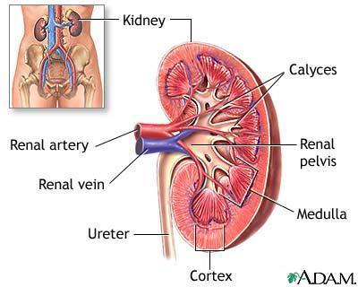 2. GENEL BİLGİLER 2.1. Böbrek Anatomisi Böbrekler kandan idrarı süzen ve boşaltım yollarına veren bir çift organdır.