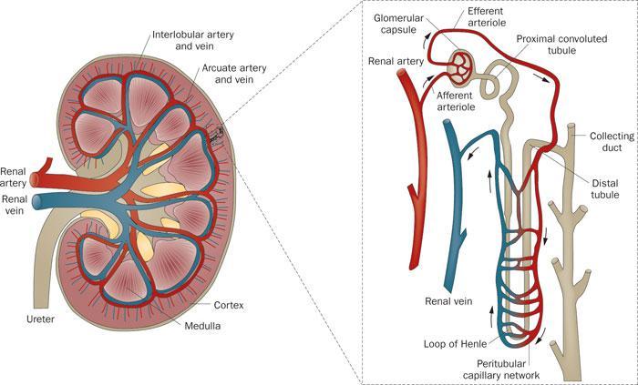 Şekil 2. Böbreğin Kanlanması (34). Nefronların çoğu farklı bir damar yatağından beslenir. Tubullerin etrafındaki bu damarlara peritubuler veya interstisyel kapillerler denir (30).