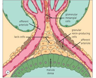 Şekil 8. Jukstaglomerüler komplekste yer alan hücreler (58). İnterstisyel Doku: İdrar tübülleri ile kan ve lenf damarları arasındaki boşluğa böbrek interstisyumu adını verilir (52, 53, 54).