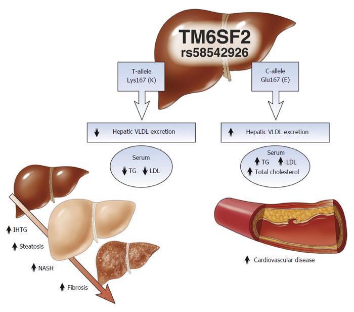 TM6SF2 gen E167K varyantı yakın zamanda tanımlanmış Hepatik trigliserid salınımını düzenliyor Disfonksiyonu durumunda hem NAYKH gelişimi hem de steatoz ve fibrosis riski