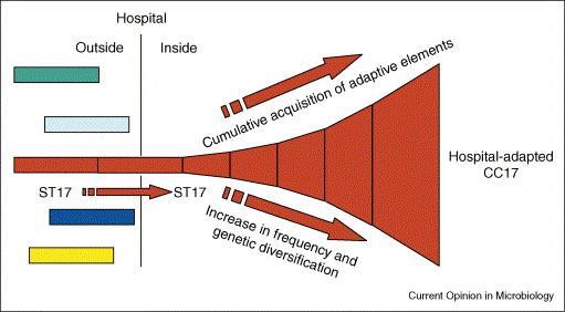 Moleküler Epidemiyoloji CC17 klonu hastanelerde en yaygın klondur Figure 2. Hypothetical scheme describing the different events that have lead to the ecological abundance of CC17 in hospitals.