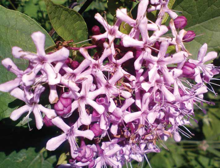 Clerodendrum bungei Steud. Kısmet Ağacı CAPRIFOLIACEAE Egzotik Yayılışı Genel coğrafi yayılışı Çin, Hindistan, Tayvan, Vietnam, Rusya, Irak ve Orta Amerika da 1000 2500 m rakımlardır.