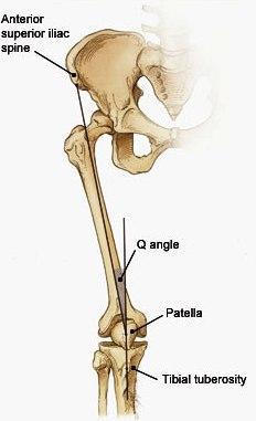 Patellofemoral biyomekaniğe bakıldığında patellofemoral kompresyon kuvvetlerini kuadriseps tendonundan ve patellar tendondan gelen kuvvetlerin oluģturduğu görülmektedir.