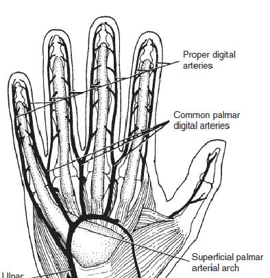 arter de bulunmaktadır. Bu arter unlar ve radial arterlerde kan akışı azaldığında belirgin işlev görmektedir (Beasley s Surgery of Hand 2003).