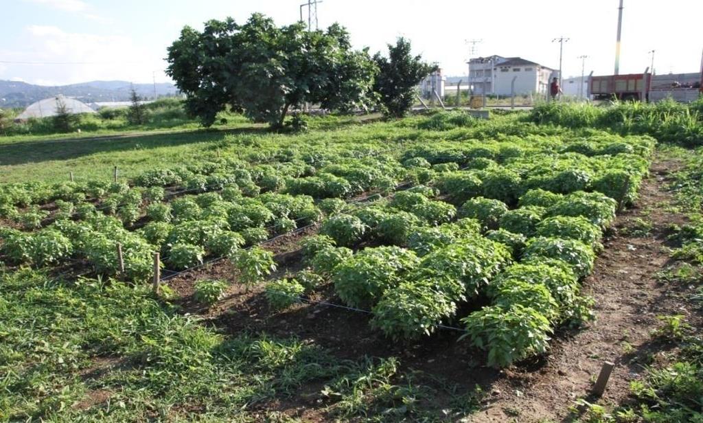 biçilmiş ve deneme süresince toplam 2 biçim yapılmıştır. Birinci biçim 10.07.2014 tarihinde ve ikinci biçim ise 08.08.2014 tarihide yapılmıştır.