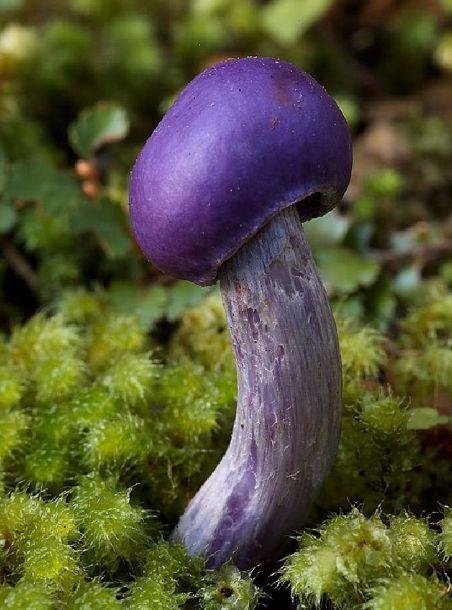 Amanita phalloides (Köygöçüren mantarı, evcikkıran, ölüm meleği ).