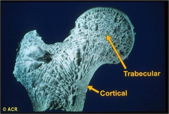 Kemik Dokusu Kortikal kemik (%80) Yoğun ve sıkı Uzun kemikler boyunca Ortasında silindirik boşluk Trabeküler