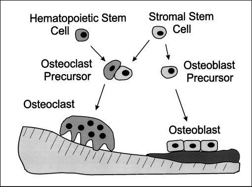 Hemapoetik sistem hücreleri Stromal Kök Hücreleri