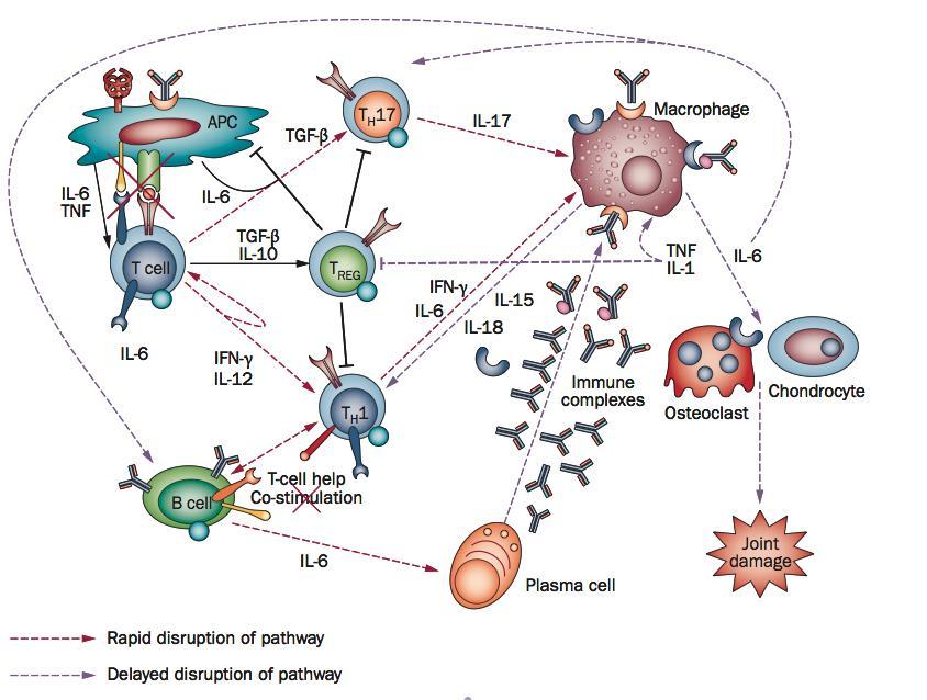RA patogenezi T hücre inhibisyonu Smolen