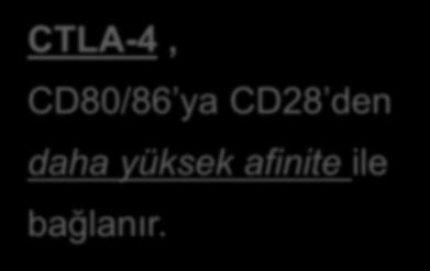 hücresi CTLA-4, CD80/86 ya