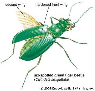 (Coleoptera) ön ve