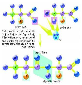 Peptit bağı İki dipeptit, aminoasitten üç aminoasitten tripeptit, 10 a kadar olan amino asitten oligopeptit,