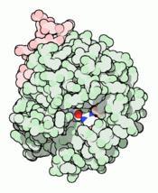 Globüler proteinler kompakt yapıda ve küresel veya eliptik şekillere sahip moleküllerdir.