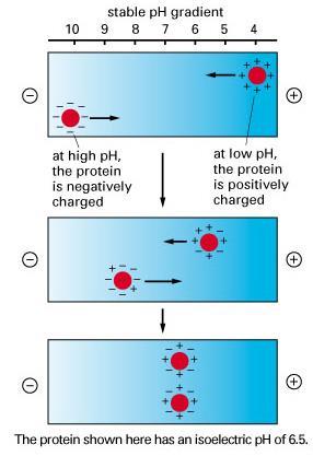 2. İzoelektrik Nokta Proteinlerin izoelektrik noktası, proteinin elektriksel olarak nötr olduğu ph değeridir.